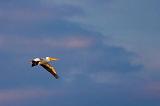 White Pelican In Flight_35572